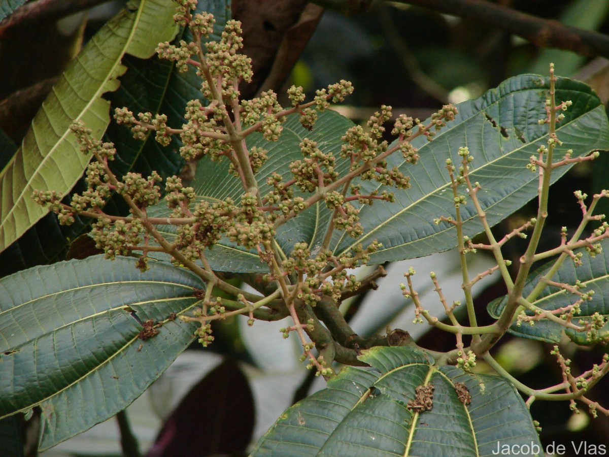Miconia calvescens DC.